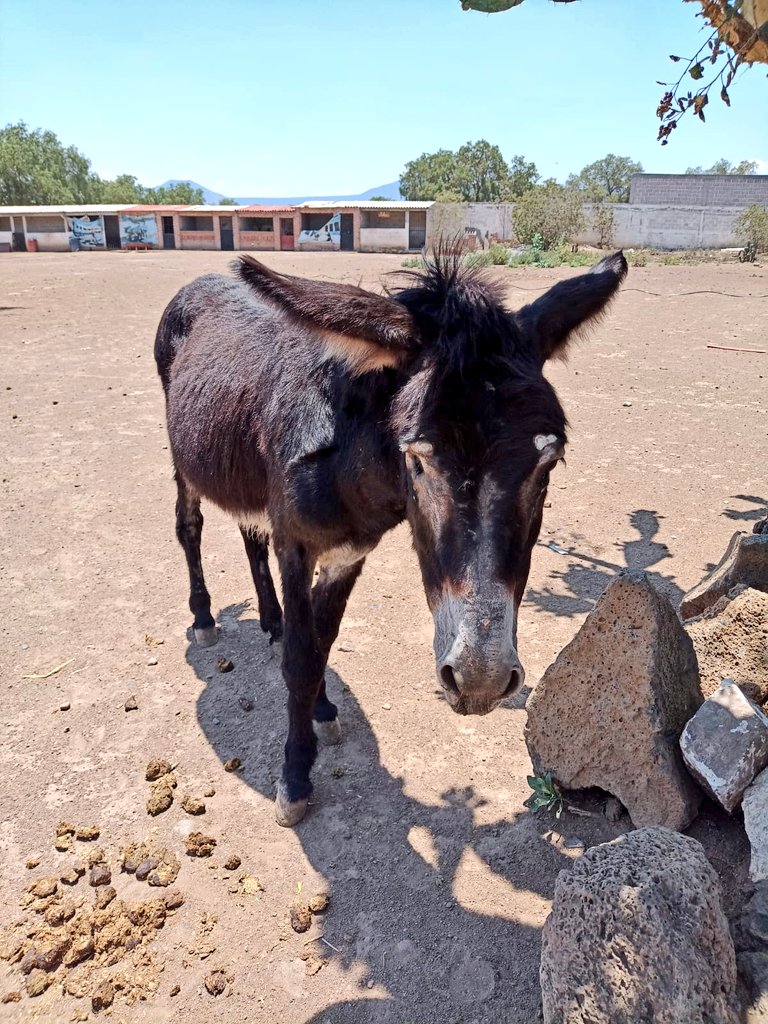 Alex 🇵🇸 (@alexabreo22) on Twitter photo Por favor, no se olviden de nosotros, no dejen de buscarnos.
Ya pasó una semana y seguimos cautivos con mucho miedo.
¡Queremos regresar a <a href="/Burrolandia_mx/">Burrolandia México</a> con nuestros hermanitos donde éramos muy felices!
Protesten en las calles, paralicen #Otumba y el #EdoMéx si es necesario. 🙏🏻 Por favor, no se olviden de nosotros, no dejen de buscarnos.
Ya pasó una semana y seguimos cautivos con mucho miedo.
¡Queremos regresar a <a href="/Burrolandia_mx/">Burrolandia México</a> con nuestros hermanitos donde éramos muy felices!
Protesten en las calles, paralicen #Otumba y el #EdoMéx si es necesario. 🙏🏻