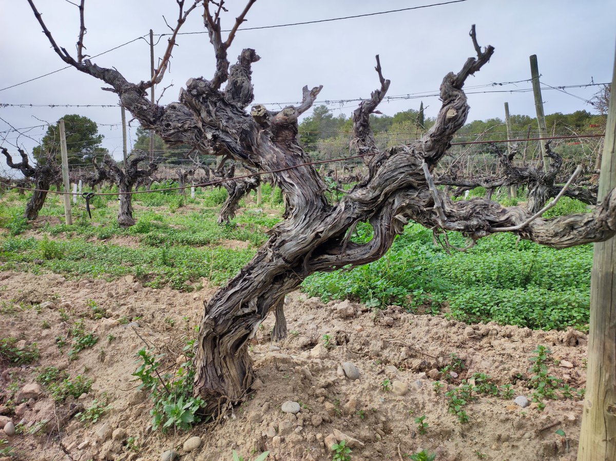 Autocton Celler tweet media