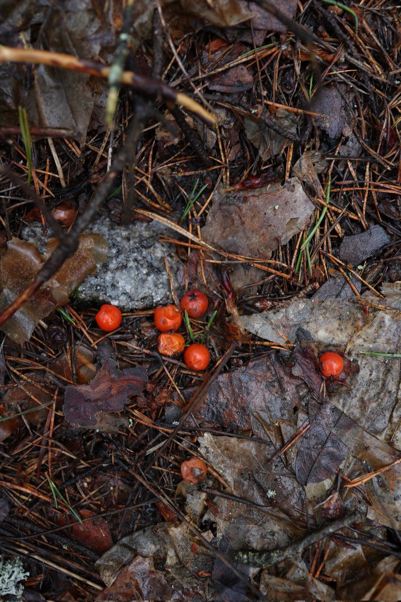 What has been hiding under the snow this whole time? 

#nature #naturephotography #spring #forest #forestfloor #berries #february #signsofspring #borealforest #boreal #plants #trees #conifer #needles #photooftheday #photoop #photographylovers #underthesnow