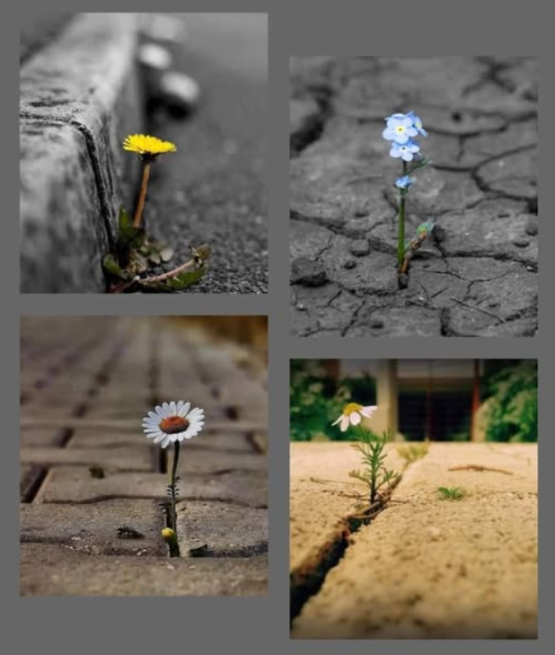 Live like a wildflower, strong and resilient even in the face of difficulties ❤