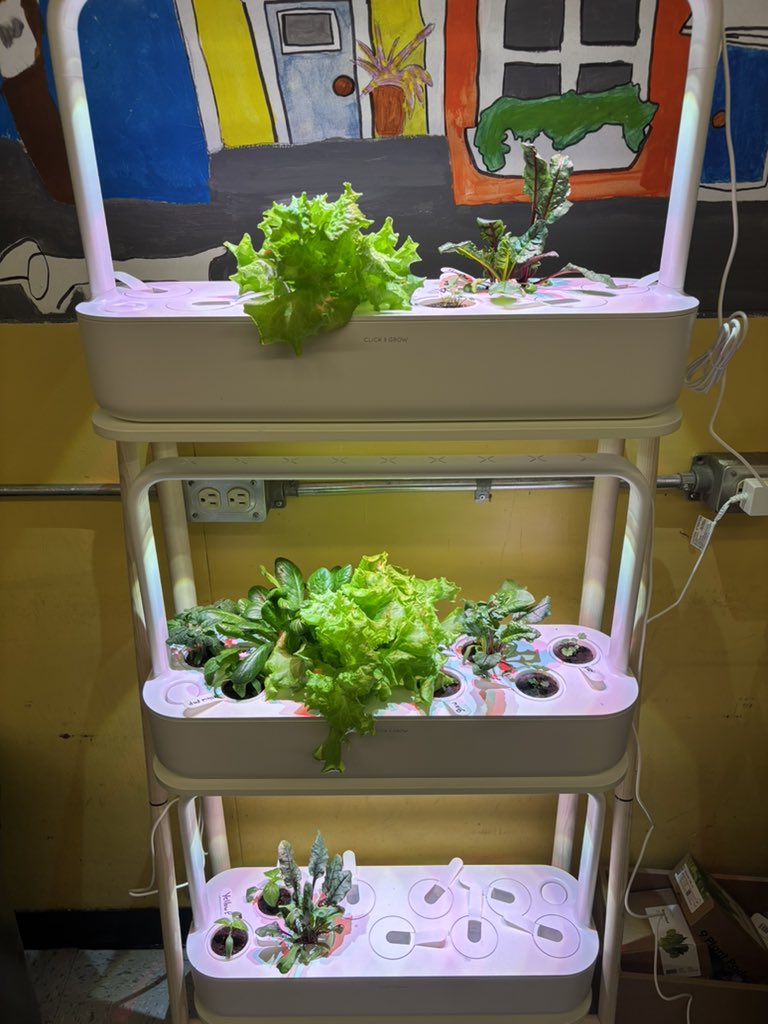 Class salad tomorrow! <a href="/FRJHschool/">@FRJHschool</a> <a href="/NLSchoolsCA/">NLSchools</a>