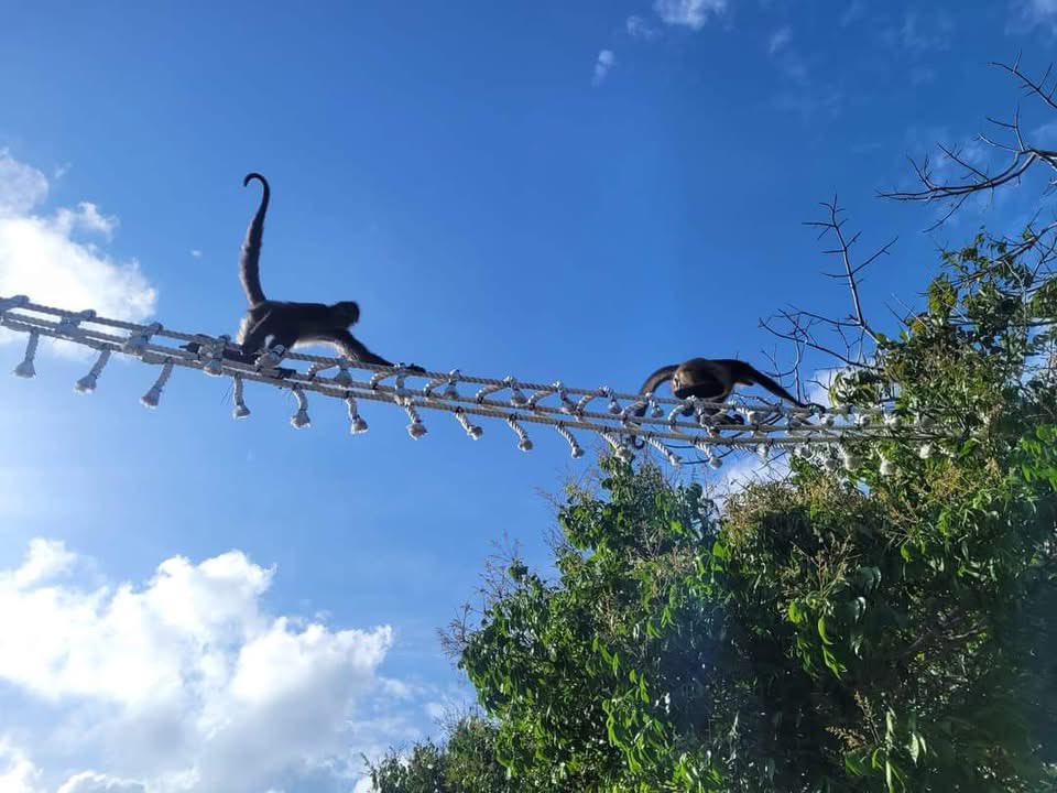 La fragmentación de la selva causada por las obras del mal llamado <a href="/TrenMayaMX/">Tren Maya</a> son impactantes. Los animales que quedaron atrapados entre el tramo 5 y la carretera federal 307 no tienen cómo regresar al macizo selvático. Además de la gran cicatriz que corre de norte a sur con