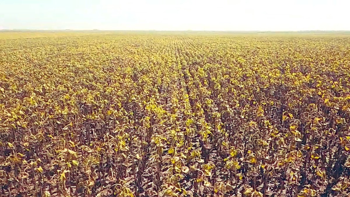 Martin Guerrero Rivas (@martingragro) on Twitter photo Recorriendo lotes de producción junto a <a href="/Syngenta_ar/">Syngenta Argentina</a> para ver efecto fungicida en lotes de girasol.
Aplicación hace 60 días con efectos visuales notables, sin incidencia de phoma, alternaria y con mayor persistencia de follaje. Veremos si se traduce en rinde y materia grasa. Recorriendo lotes de producción junto a <a href="/Syngenta_ar/">Syngenta Argentina</a> para ver efecto fungicida en lotes de girasol.
Aplicación hace 60 días con efectos visuales notables, sin incidencia de phoma, alternaria y con mayor persistencia de follaje. Veremos si se traduce en rinde y materia grasa.
