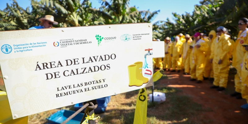 IPPC | International Plant Protection Convention (@ippcnews) on Twitter photo 🇵🇾 <a href="/SENAVEParaguay/">SENAVE</a>, <a href="/FAO/">Food and Agriculture Organization</a>, <a href="/cosaveorg/">COSAVE</a>, & <a href="/ippcnews/">IPPC | International Plant Protection Convention</a> hosted a regional training & simulation to prevent & contain Fusarium TR4, a major banana threat.
🔬 Experts trained on Surveillance & biosecurity, AI-powered monitoring, and early detection & response.
🍌 Bananas fuel 🇵🇾 <a href="/SENAVEParaguay/">SENAVE</a>, <a href="/FAO/">Food and Agriculture Organization</a>, <a href="/cosaveorg/">COSAVE</a>, & <a href="/ippcnews/">IPPC | International Plant Protection Convention</a> hosted a regional training & simulation to prevent & contain Fusarium TR4, a major banana threat.
🔬 Experts trained on Surveillance & biosecurity, AI-powered monitoring, and early detection & response.
🍌 Bananas fuel
