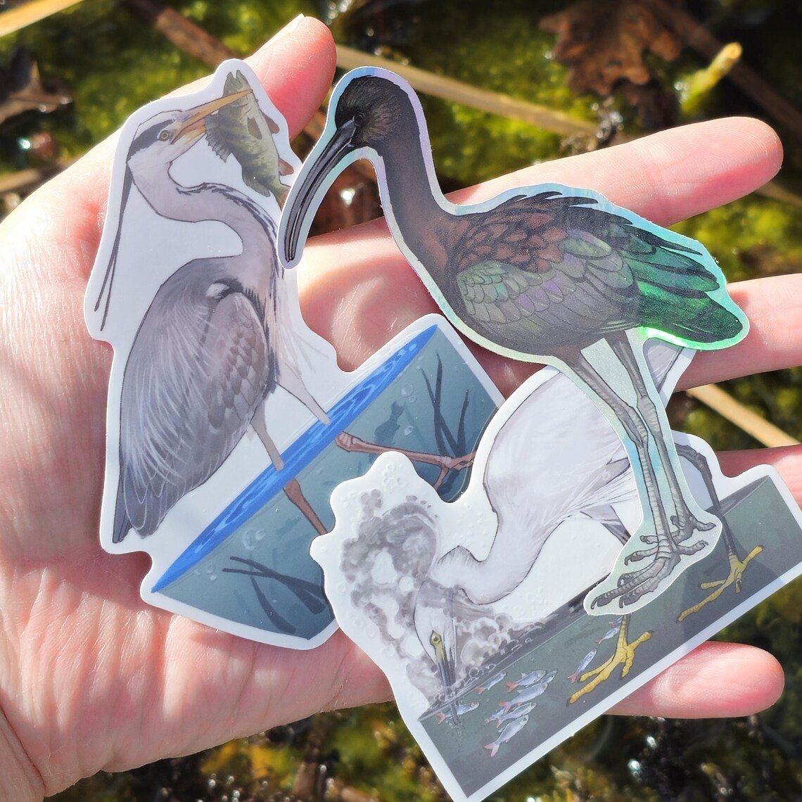 Adding some new stickers to my store! Two clear stickers and one Holo of a glossy ibis which is very shiny!
