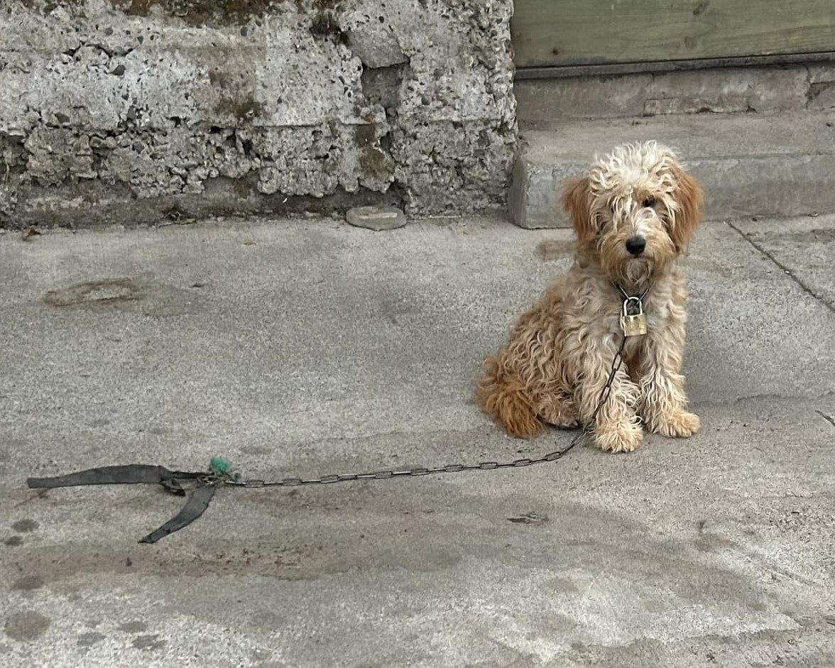 Vieron a este perrito en Cerro O'higgins, comuna de Constitución, provincia del Maule, con un candado y una cadena colgando. Favor RT por si alguien puede ayudarlo o alguna familia (verdadera) quisiera adoptarlo!
#Constitución