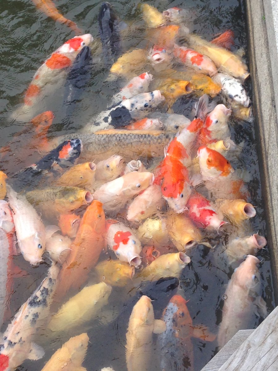 「餌の塊を投げた後」
”After throwing the lump of food"

#鯉
#庭園
#カラフル
#carp
#garden
#colorful