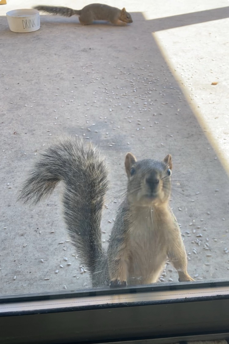 Hello? Where are my walnuts?