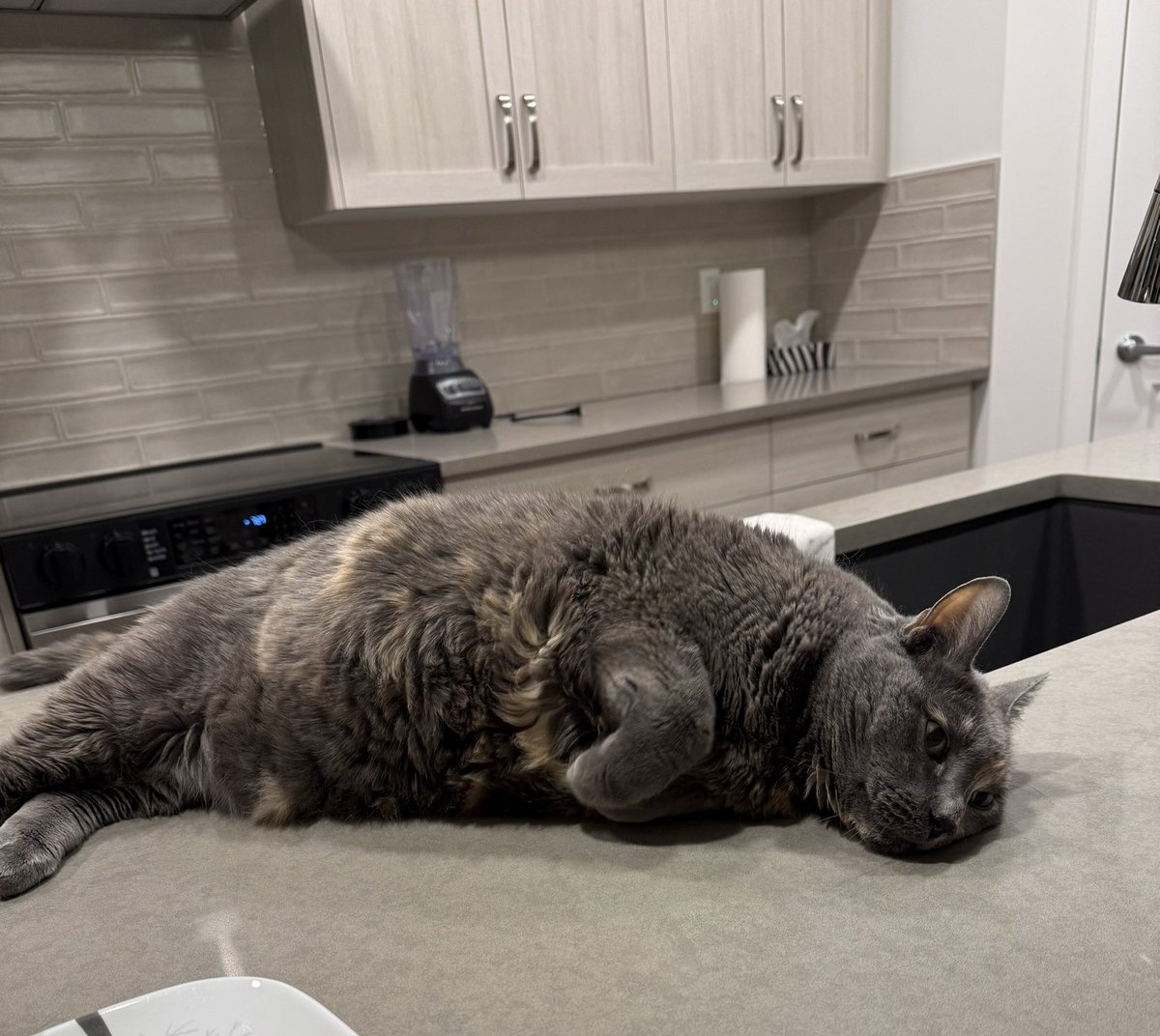 mapledami's tweet image. oh to be a fat cat having an existential crisis on the kitchen island