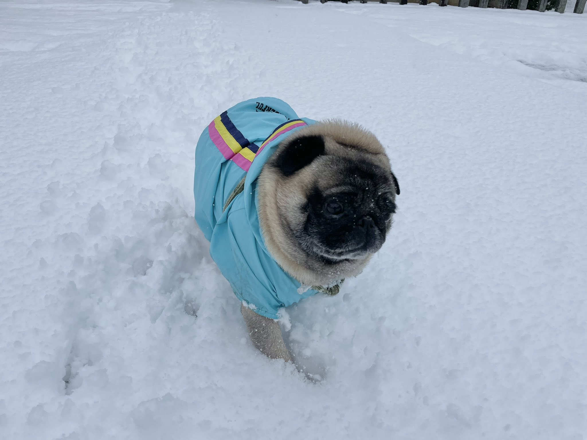 パグ走りおパグさん:フォーンver.(RUN PUG RUN)