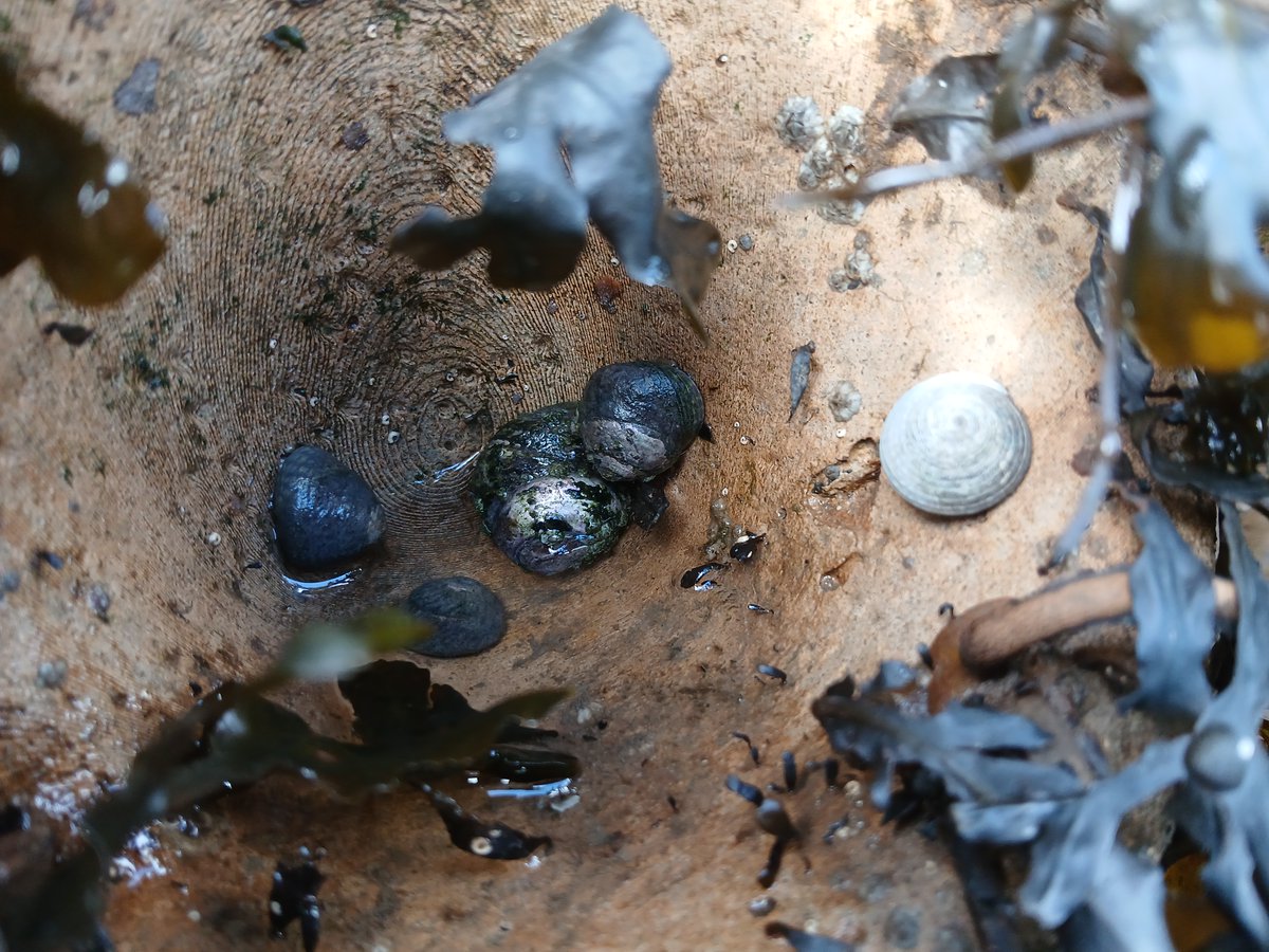 Winter surveys on the 'Living Seawalls in Plymouth' (18 months after installation)! Still lots of marine snails hiding on the panels, despite the cold weather and the recent storms.