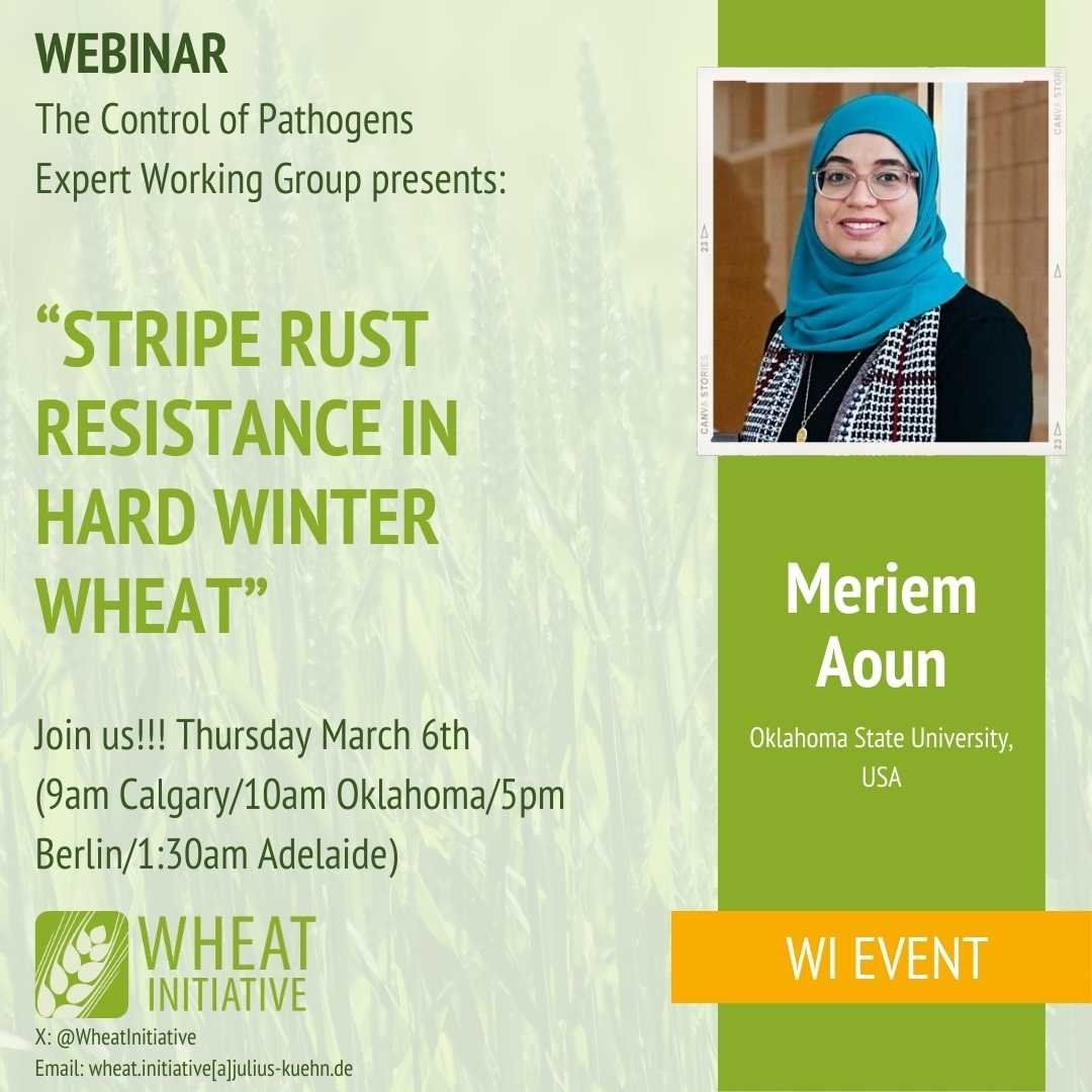 Join us for the upcoming webinar by our Expert Working Group on Wheat Pathogens! Meriem Aoun, assistant professor at Oklahoma State University, USA, will discuss "Stripe Rust Resistance in Hard Winter Wheat."  
👇🌾👇 
buff.ly/4ibhQMB
#WheatResearch
<a href="/ReemWheat/">Reem Aboukhaddour</a>
<a href="/karchuntan/">KC 👨‍🔬🌾🍄🇦🇺</a>