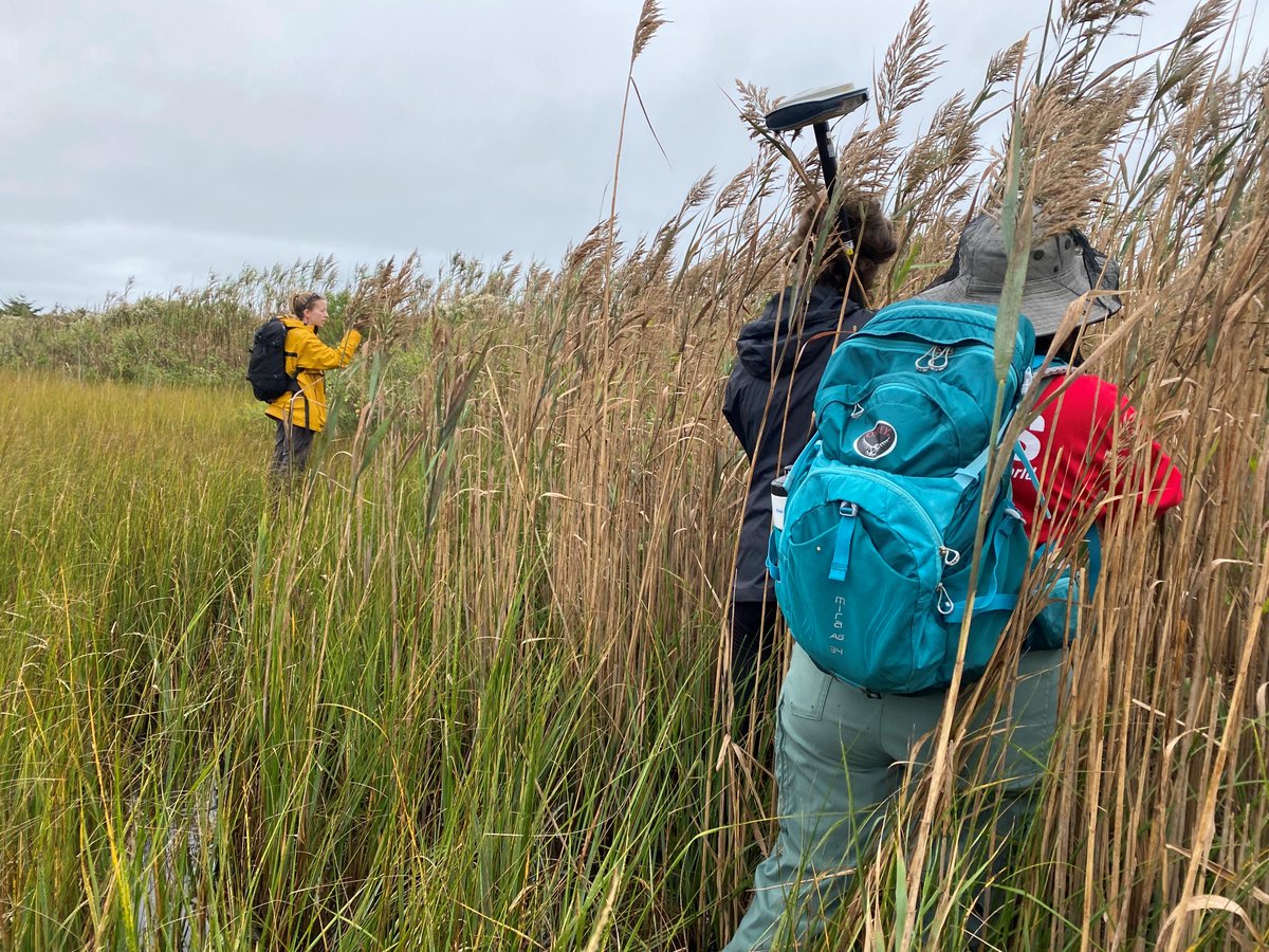 USGS_UAS's tweet image. USGS researchers are exploring the use of uncrewed aircraft systems (UAS, also known as drones) to map and monitor invasive species like Phragmites australis in coastal environments:
usgs.gov/publications/p…
#USGS #NISAW #InvasiveSpecies #Drones