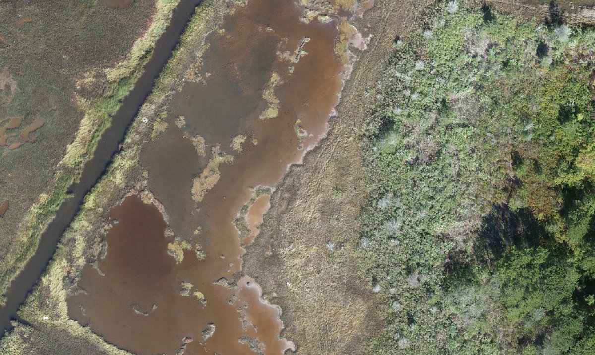 USGS_UAS's tweet image. USGS researchers are exploring the use of uncrewed aircraft systems (UAS, also known as drones) to map and monitor invasive species like Phragmites australis in coastal environments:
usgs.gov/publications/p…
#USGS #NISAW #InvasiveSpecies #Drones