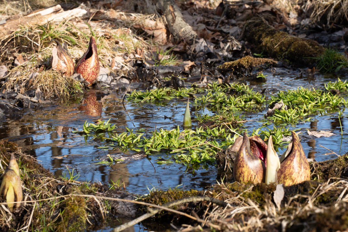 rchitectopteryx's tweet photo. Spadices of skunk cabbage blooming in a swamp in Cedar Grove, New Jersey, 26 February 2025. #nativeplants #njnativeplants #npsnj https://t.co/uLv0RuubrP