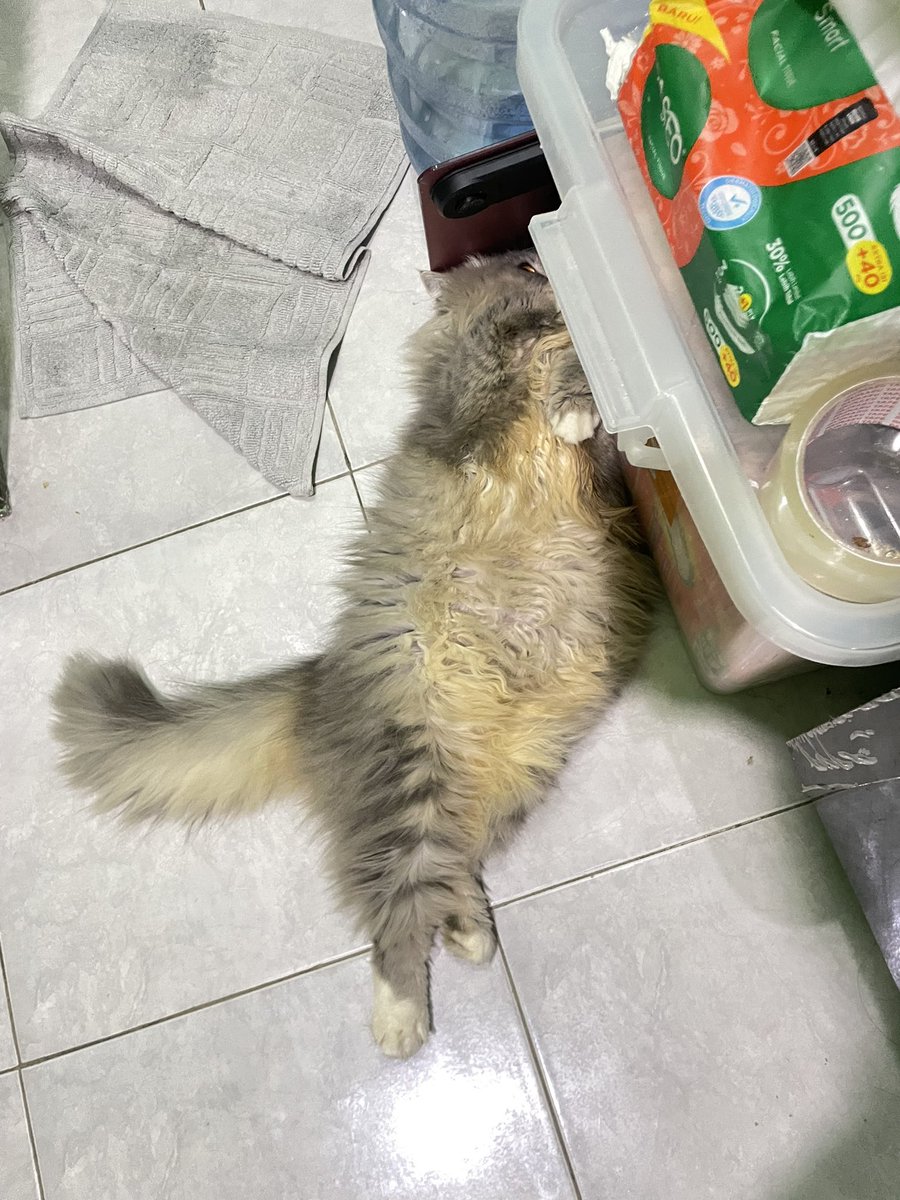 terkapar tak berdaya😦😦😦