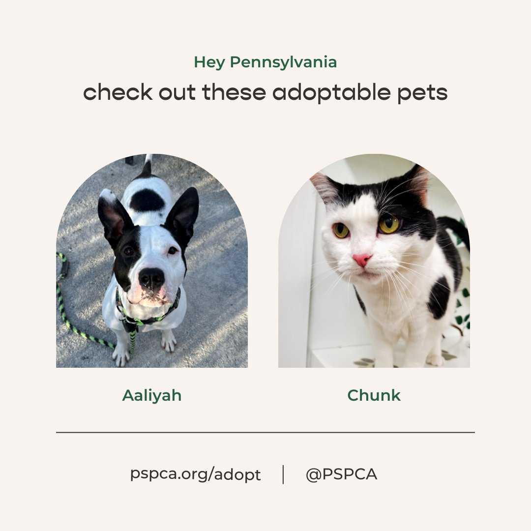 Freshpet's tweet image. Here are our very special pets of the month from The Pennsylvania SPCA @PSPCA! Aaliyah &amp;amp; Chunk are looking for their forever homes, and they&apos;d love the chance to meet you! 💚 #adoptablepets