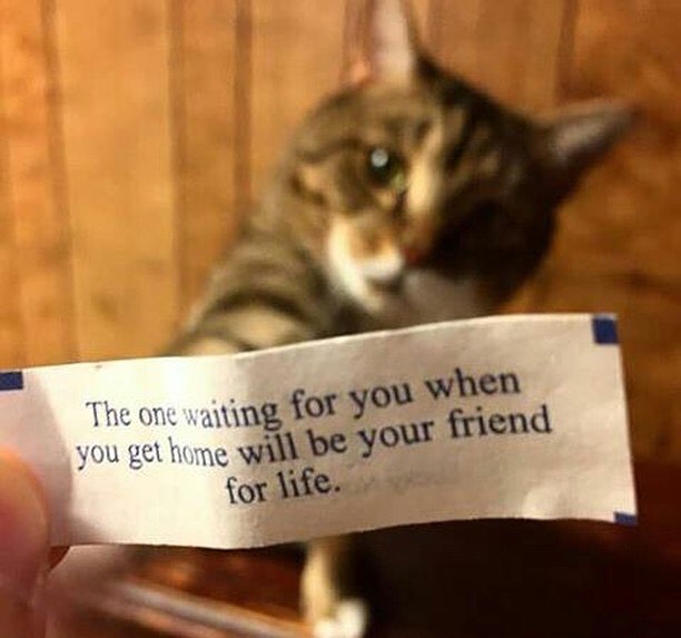 PunchingCat's tweet image. 