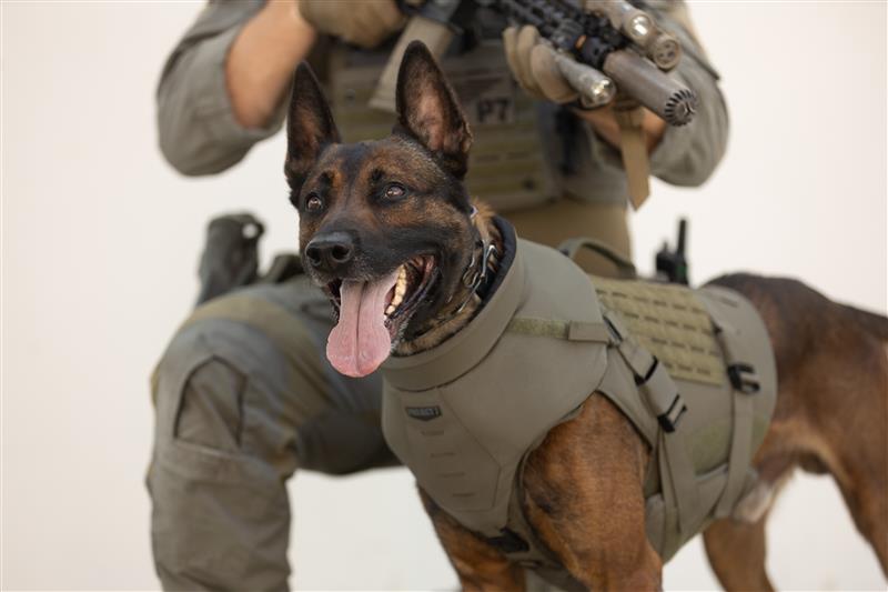 Project7Armor's tweet image. Built for protection, trusted by heroes. 🐾💪
#K9vest #ballistic #project7 #dog #tactical

Shop yours at: 
project7armor.com/r/A4R