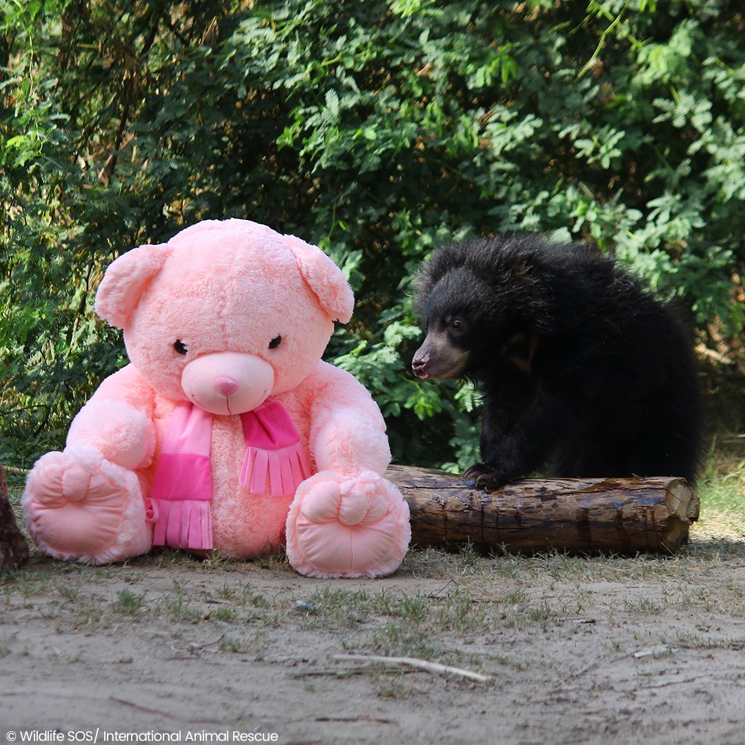 International Animal Rescue tweet media