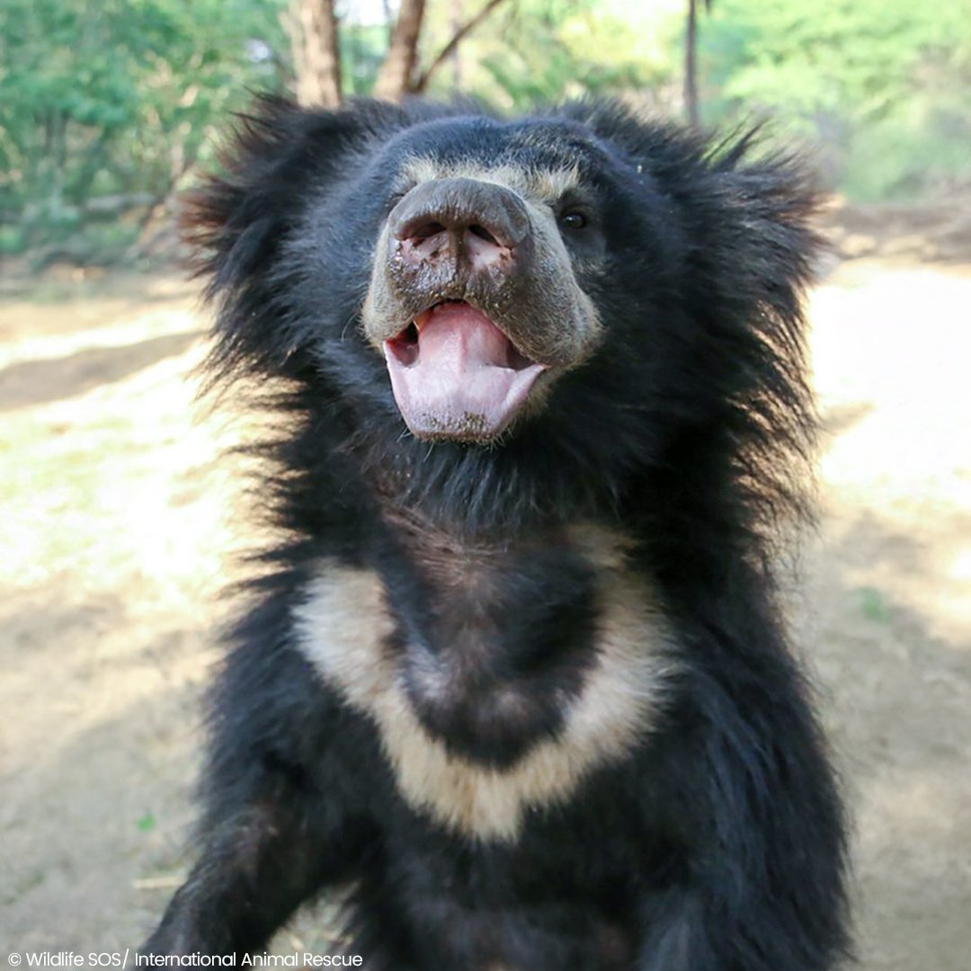 #Throwback to 2015: Elvis and His Big Pink Cuddly Toy!

Meet Elvis, a rescued sloth #bear in the care of our partners, Wildlife SOS. Back in 2015, this little bundle of fur found comfort in an unlikely companion—his oversized pink teddy bear!

#aww #slothbears #cute