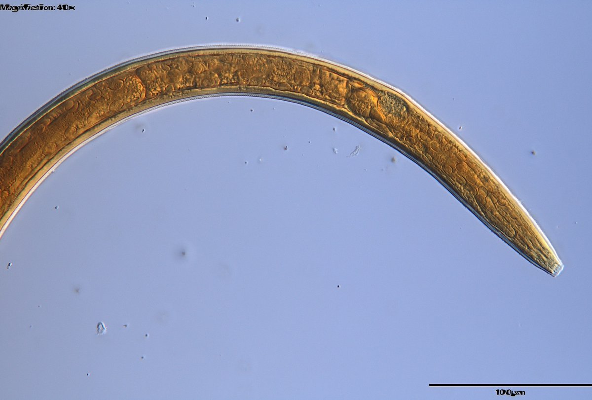 Lawrence Perepolkin tweet media