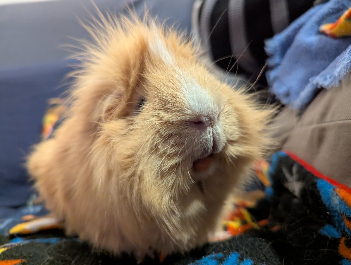 Syd Silver (@thebeanweasel) on Twitter photo Blessing the timeline with smiley Atreides. #GuineaPig 💝 Blessing the timeline with smiley Atreides. #GuineaPig 💝