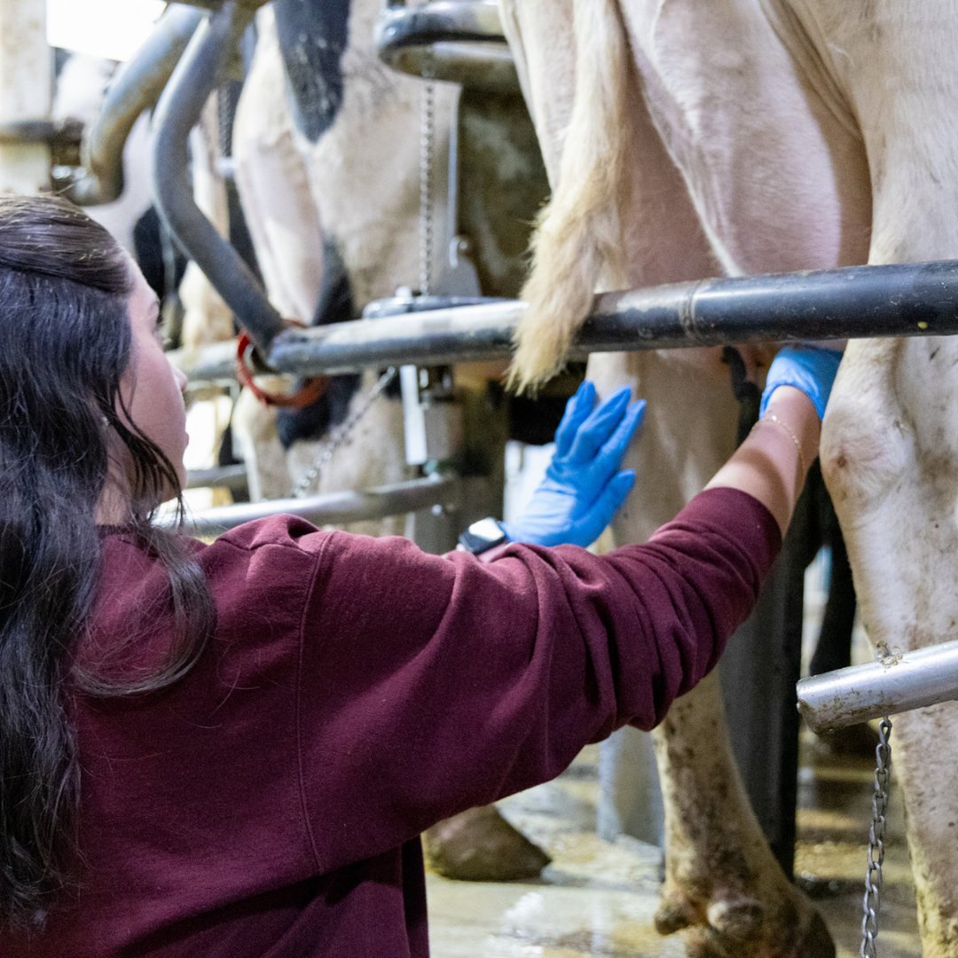 Students in ANSC 4302 recently gained hands-on experience with milking techniques, mastering the essential skills for dairy farming! Fun fact: The Southwest Regional Dairy Farm milks 300-400 cows three times a day using a rotary parlor!
