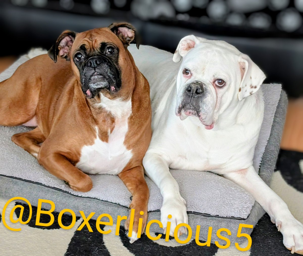 Boxerlicious5's tweet photo. #boxerdogs #dogsofx https://t.co/EEtBQ5Ucm6