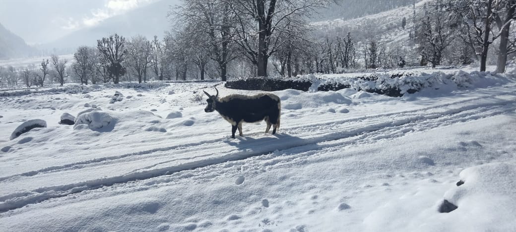 Deepinhimalayas's tweet image. Did you feel Isn&apos;t Kishtwar (Jammu) J&amp;amp;K calling you @realpreityzinta 
#pzchat