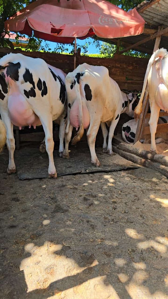 Juliusnjau6's tweet photo. @KagutaMuseveni For quality pedigree cow's engage me
Through+254-716512503 for more info https://t.co/ezLdbENszg
