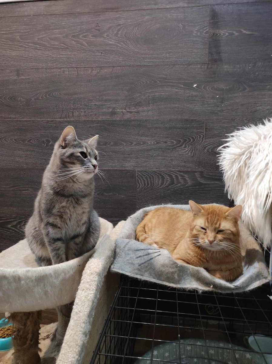 PO5SbTWhuxoGeWr's tweet image. ребят, пожалуйста, помогите оплатить аренду приютика 😞🙏 очень неловко снова просить, но впереди расходы на лечение Ивы, зубы это всегда дорого, к сожалению 🥺

5536914169063991 тинёк
2202206393055004 сбер
2200153971889168 альфа
9219611572 тлф на все карты
Екатерина О.