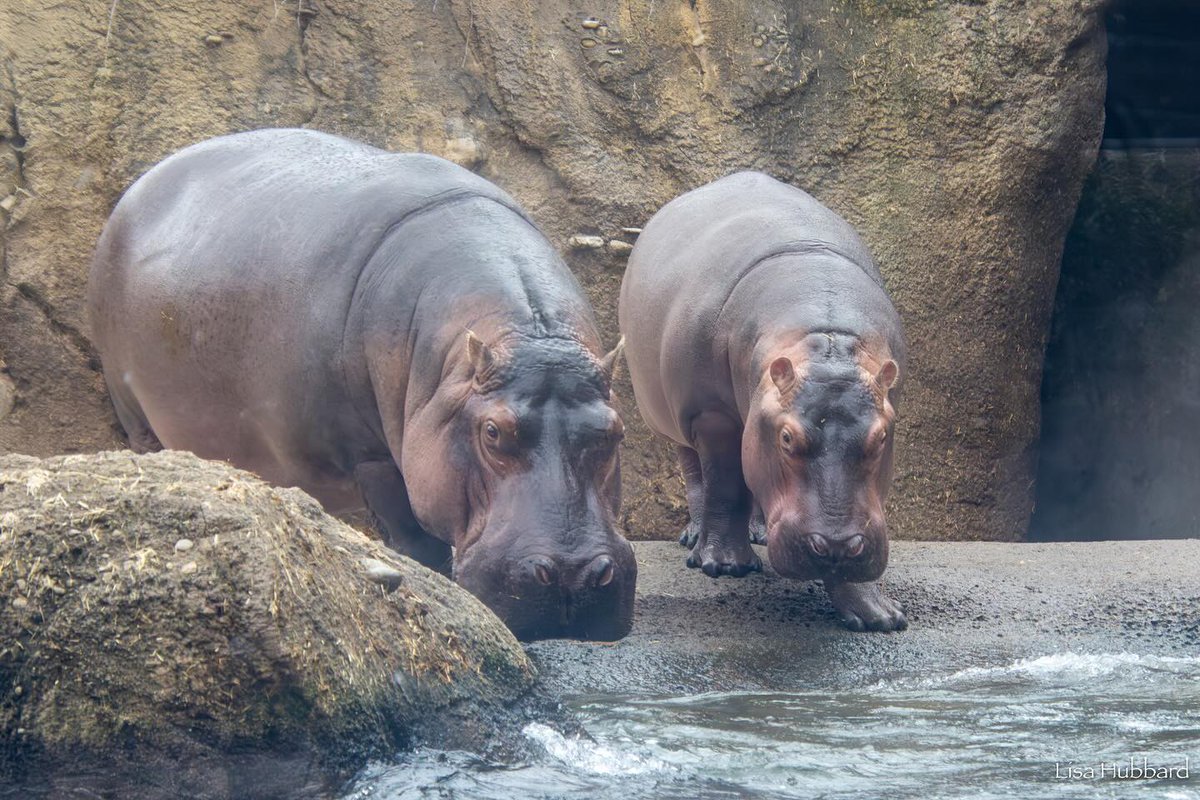Cincinnati Zoo (@cincinnatizoo) on Twitter photo Fritz and Bibi then ➡ now 🤗 Fritz and Bibi then ➡ now 🤗