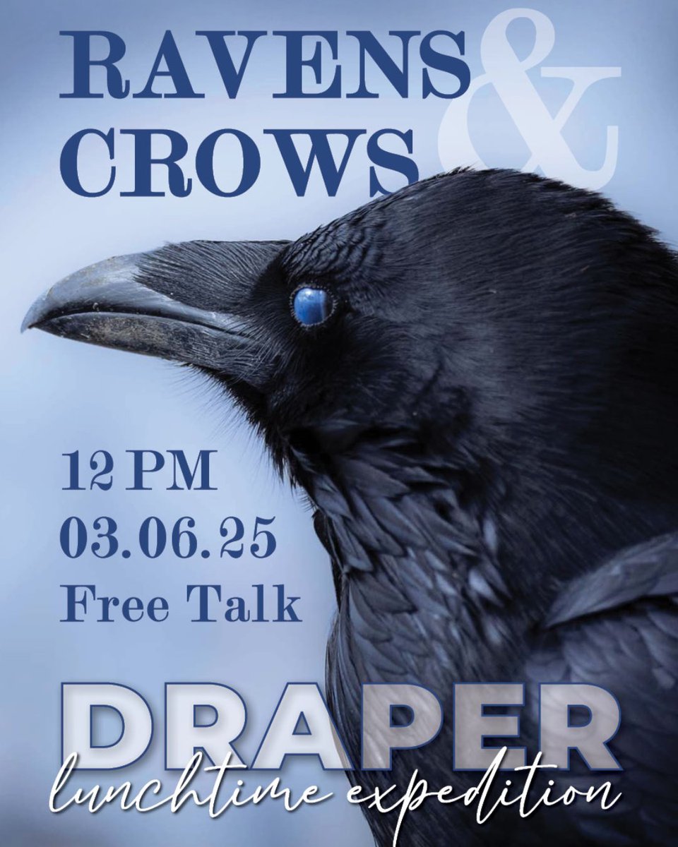 Join us on March 6 for the Draper Lunchtime Expedition "Gifts of the Corvids" by Dr. John Marzluff from University of Washington. He'll share insights on ravens in the Yellowstone Ecosystem and their interactions with wolves. Don’t miss it! #codywyoming #ravens #centerofthewest