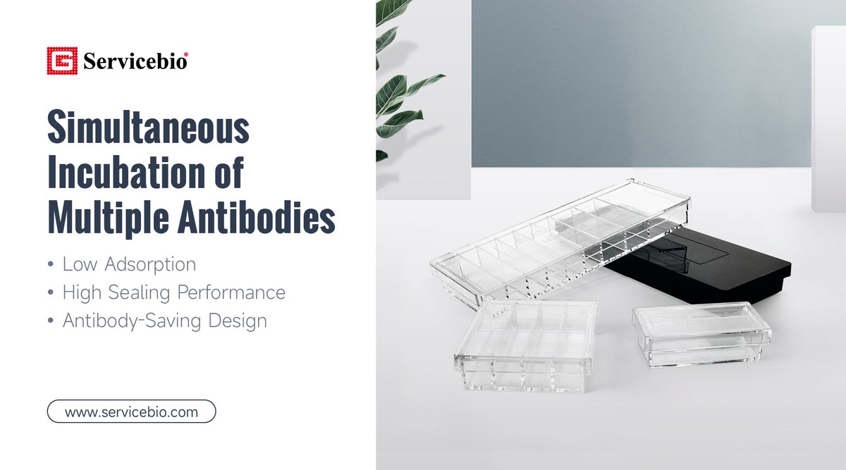 WUHANSERVICEBIO's tweet image. Struggling to Optimize Antibody Incubation? 🧪
👋Say goodbye to guesswork! Servicebio offers 9 specialized incubation box sizes with channeled reservoirs to minimize reagent waste and maximize experimental efficiency.⚡️
#AntibodyIncubation #LabConsumables #Biotech #LifeSciences