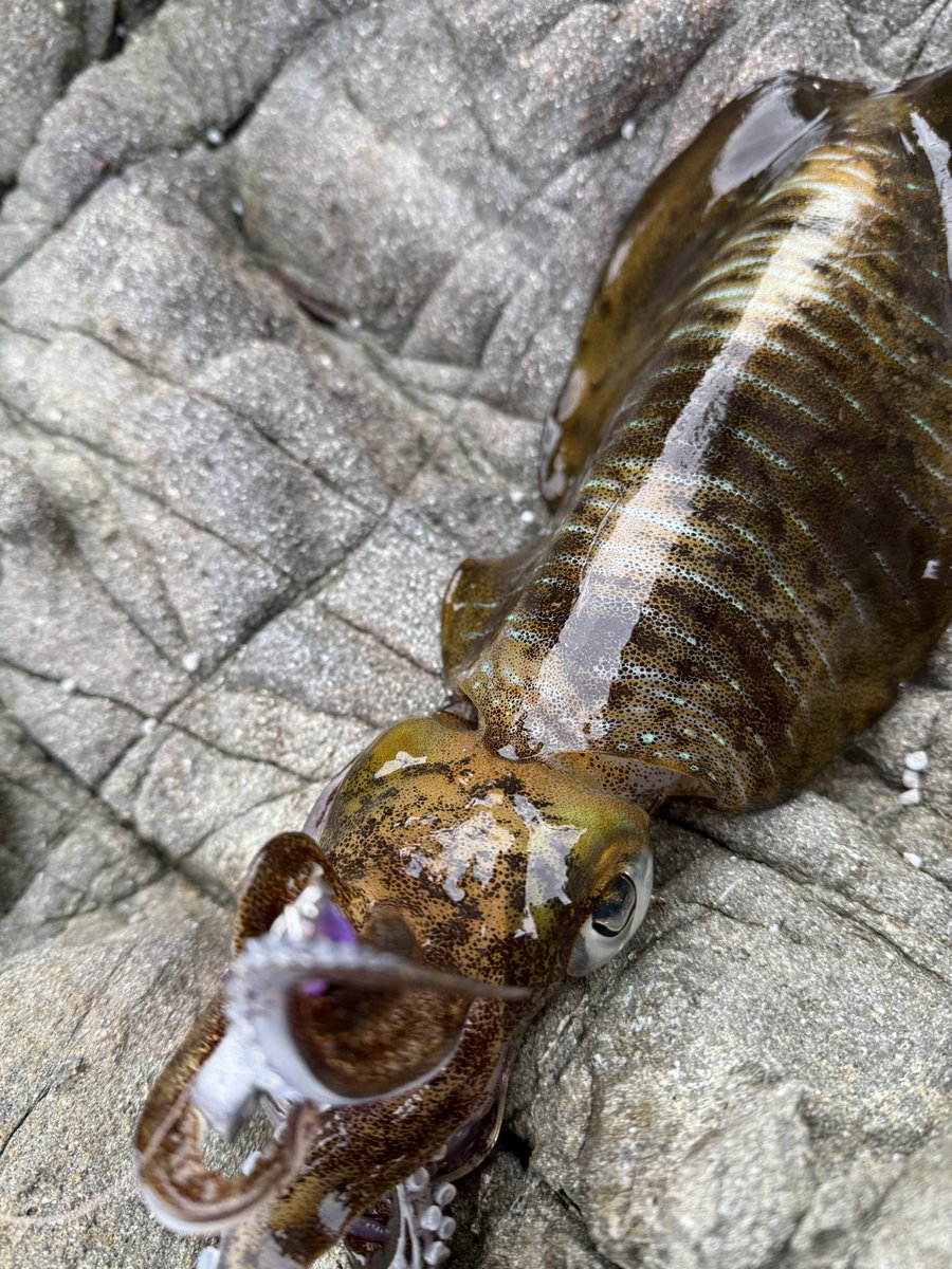 最近お気に入りのエギ🦑
＃スクイッドジャンキー
＃ハグハグ
＃ムラサキシキブ
＃天草
＃hayabusa