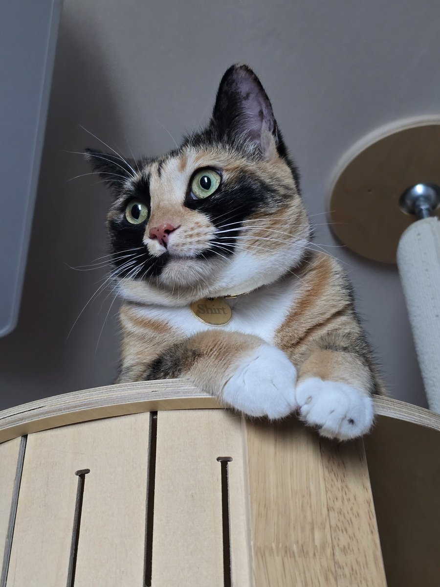 씬나게 사냥놀이하고 코촉이