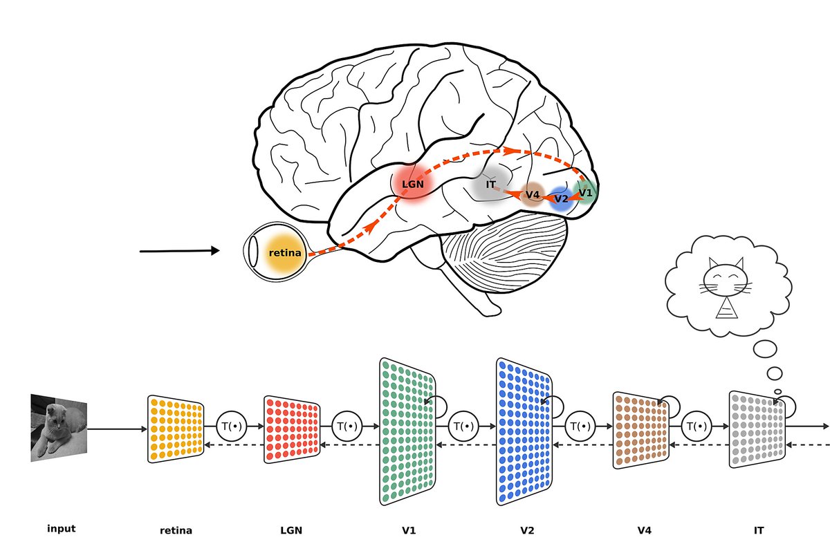 🧵 time! 
1/15 Why are CNNs so good at predicting neural responses in the primate visual system? Is it their design (architecture) or learning (training)?  And does this change along the visual hierarchy?