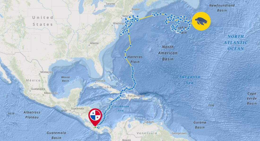 🐢 Donna Shello is on the move—9,118 miles and counting! From Panama to Boston to the mid-Atlantic, this leatherback turtle is a true ocean queen. 👑✨

Every sip from a HAY! Straw helps protect turtles like Donna. Let’s ditch plastic and keep our oceans clean! 🌊💙 #HAYstraws