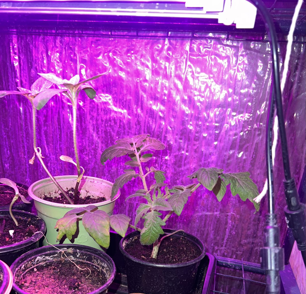 Ashlesmommy07's tweet image. My middle school students have been working hard to grow things. We are setting up a new area for starter plants. We have successfully fed our class bearded dragon all year by growing lettuce and raising dubia roaches. 

#STEM #Hydroponics #SelfSustainability #GreenOurPlanet