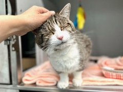 PeterAskin1's tweet photo. A miracle Remy still lives there is no doubt
but not too late to get this oldie out!
If you love the seniors as we do
this 13 year old could be with you!
If in old #NewYork please adopt!
or pledge for rescue & he'll get out!
Tag @sachikoko with pledges!
BEYOND LAST CALL!
https://t.co/6vedlcM84z #nycacc #boroughbred
