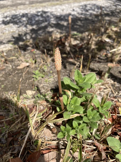 路傍にも花が咲き始めつくしもニョッキリ 