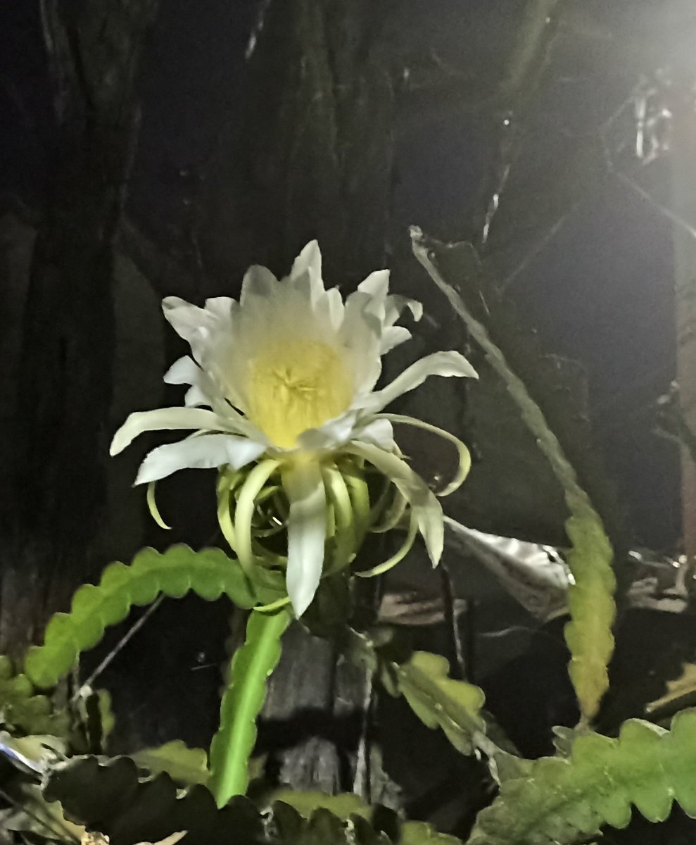 Un dulce aroma en el jardín  y ahí está la bella flor...