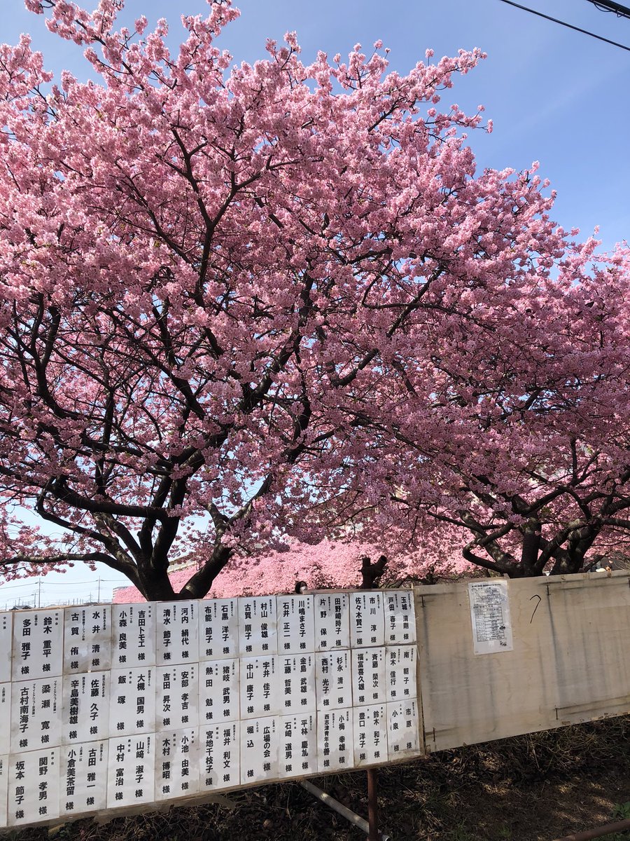 ひと足早い桜の満開です。