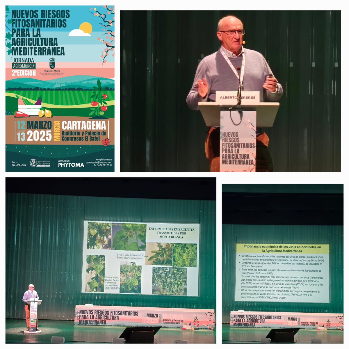 Investigadores y empresas nos hablaron de los nuevos riesgos #fitosanitarios para la #agricultura mediterránea en #agromurcia2025
Nuestro compañero Alberto Fereres nos hablo de la Problemática de los insectos como vectores de virosis y bacteriosis en la Agricultura Mediterránea