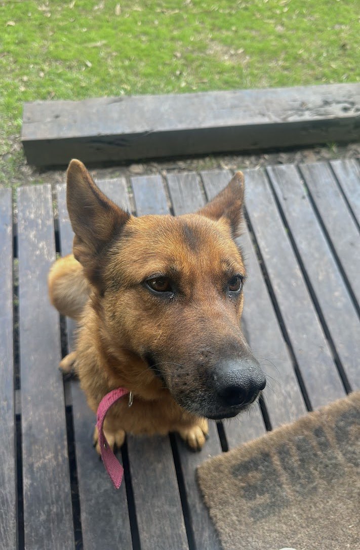 gs_node's tweet image. Meet Osa, the soul behind GSNode.
Her story isn’t just about a dog. It’s about second chances, trust, and building something stronger. And that’s exactly what GSNode stands for.