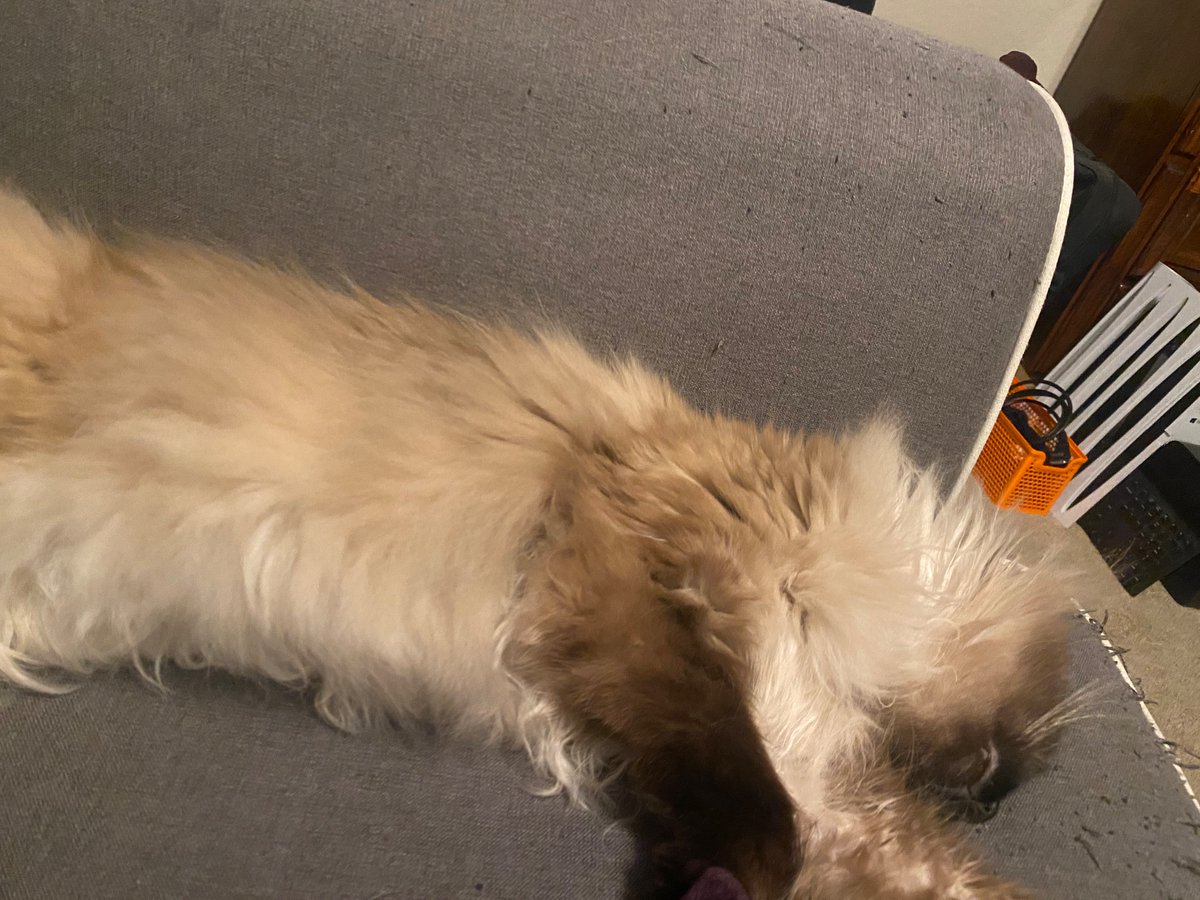 LeftBeef's tweet photo. Conked Out Sleepy Style https://t.co/oRc7bNxRnc