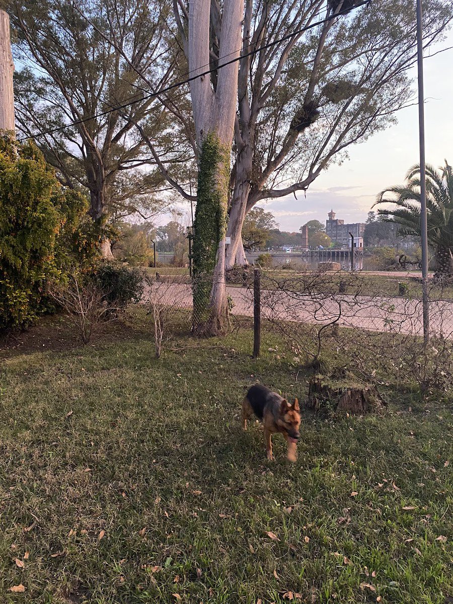 gs_node's tweet image. There was a time when Osa didn’t know freedom.
Now, she lives it every day.
And we want Solana devs to feel the same. Free to build. Free to scale. Free to run, with GSNode behind them.