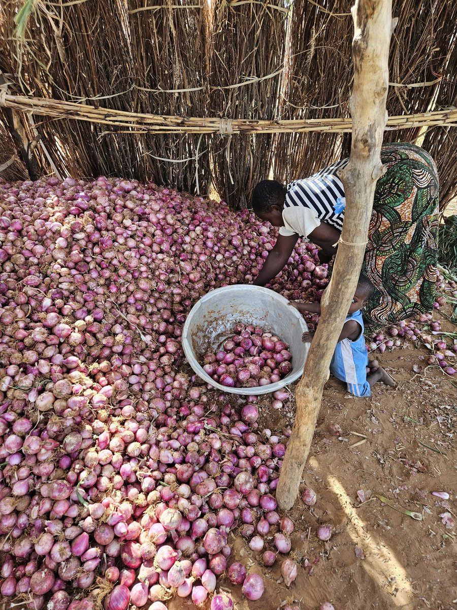 Oyetounde Djiwa (@oyetounded) on Twitter photo A YENYAN, dans les Savanes (Tandjouare), j'ai rencontré des femmes heureuses et satisfaites de la qualité de l'appui à elles, apporté par #FAOauTogo grâce au financement de <a href="/AmbUETogo/">UE au Togo</a>. La bonne qualité des intrants est crutial dans la production agricole. A YENYAN, dans les Savanes (Tandjouare), j'ai rencontré des femmes heureuses et satisfaites de la qualité de l'appui à elles, apporté par #FAOauTogo grâce au financement de <a href="/AmbUETogo/">UE au Togo</a>. La bonne qualité des intrants est crutial dans la production agricole.