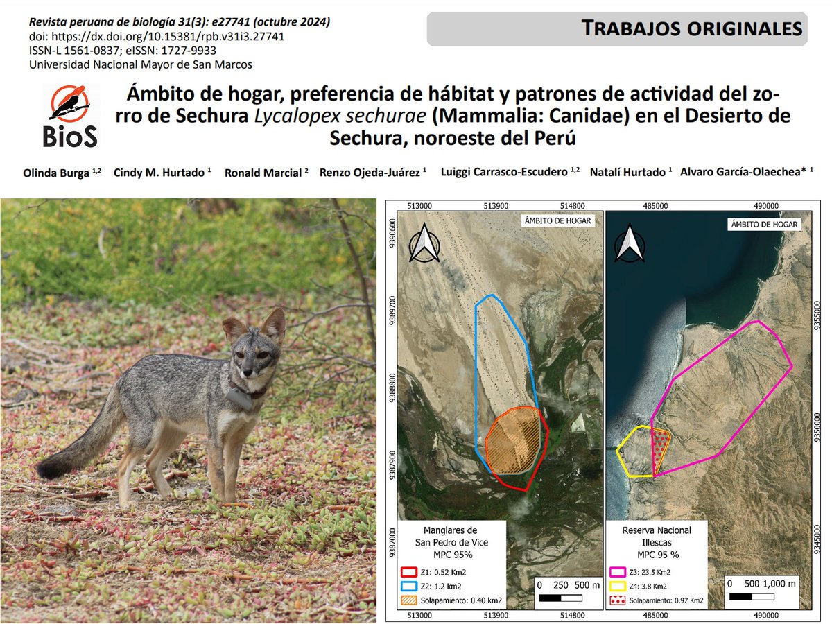 Alvaro García (@alvaro_garcia_o) on Twitter photo Endemic #Sechuranfox monitored with <a href="/_eobs_/">e-obs GmbH</a> collars in the #SechuraDesert of NW Peru. 4 individuals in 2 localities, <a href="/SerforPeru/">Serfor Perú</a> and <a href="/SERNANP/">SERNANP</a> 🦊Link: surl.li/gllzvs Endemic #Sechuranfox monitored with <a href="/_eobs_/">e-obs GmbH</a> collars in the #SechuraDesert of NW Peru. 4 individuals in 2 localities, <a href="/SerforPeru/">Serfor Perú</a> and <a href="/SERNANP/">SERNANP</a> 🦊Link: surl.li/gllzvs